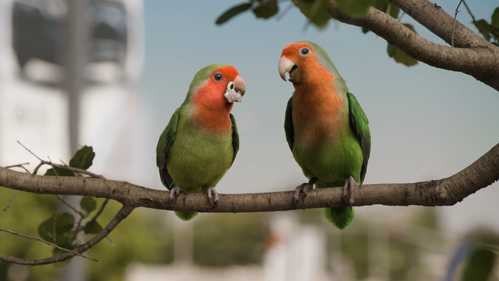 Pair of Toyota-Loving Lovebirds Take Flight in LT’s Valley Toyota Dealers Campaign